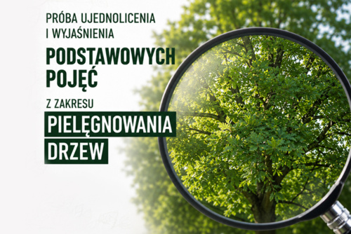 Próba ujednolicenia i wyjaśnienia podstawowych pojęć z zakresu pielęgnowania drzew